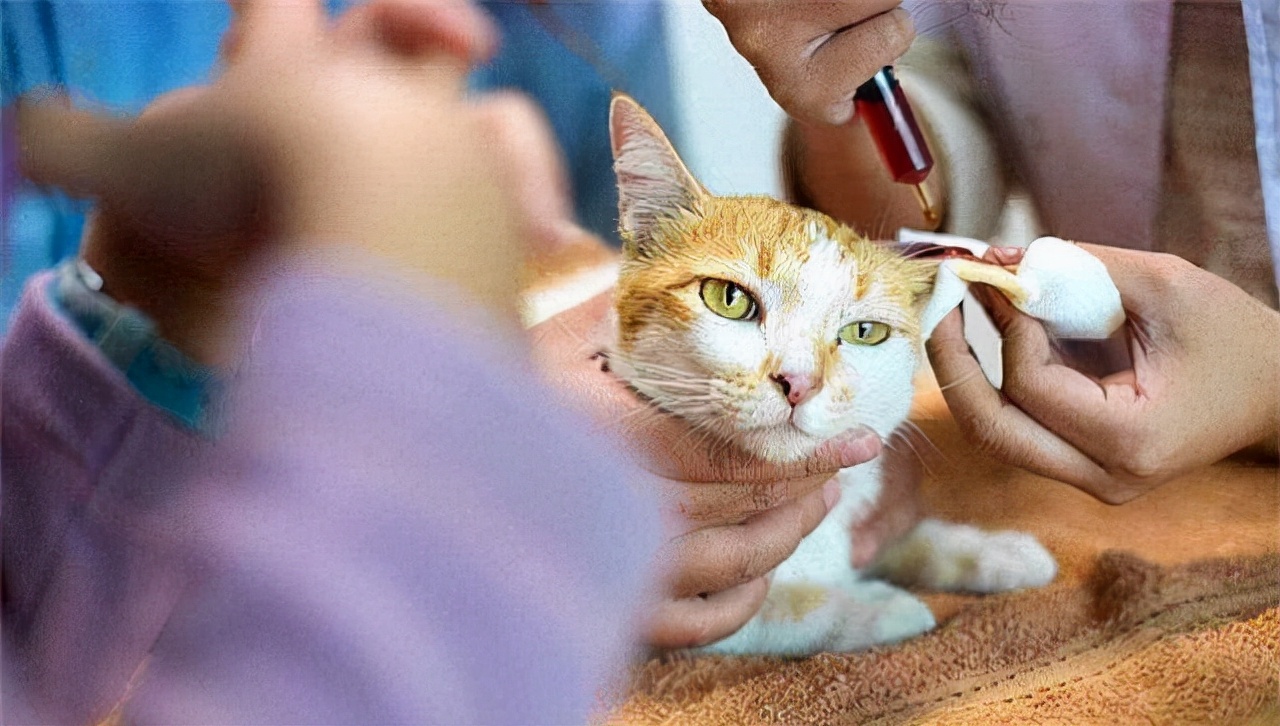 猫咪拉稀怎么办？