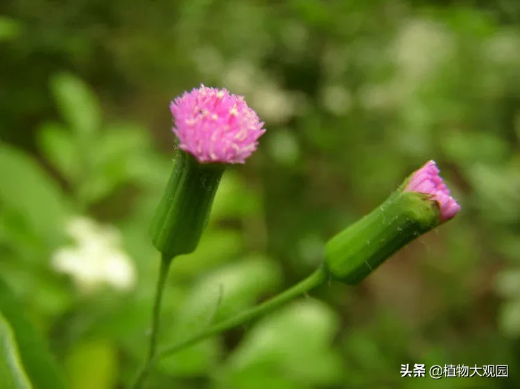 一點紅為菊科一年生或多年生草本植物,又名紅背葉,羊蹄草,野木耳菜,紅