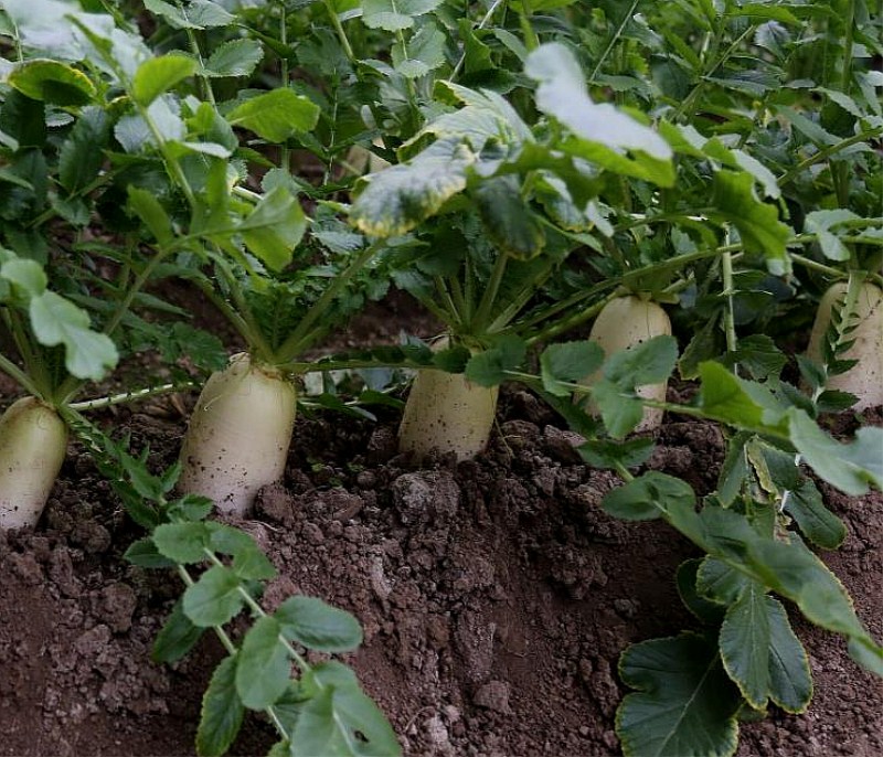 白萝卜种植时间和方法（白萝卜的最佳种植时间）