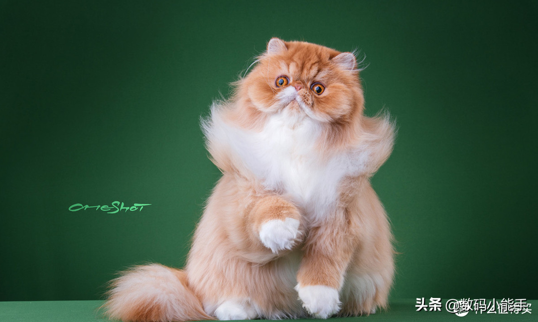 波斯猫是最常见,最典型的品种,波斯猫实际上是以阿富汗的土种长毛猫和