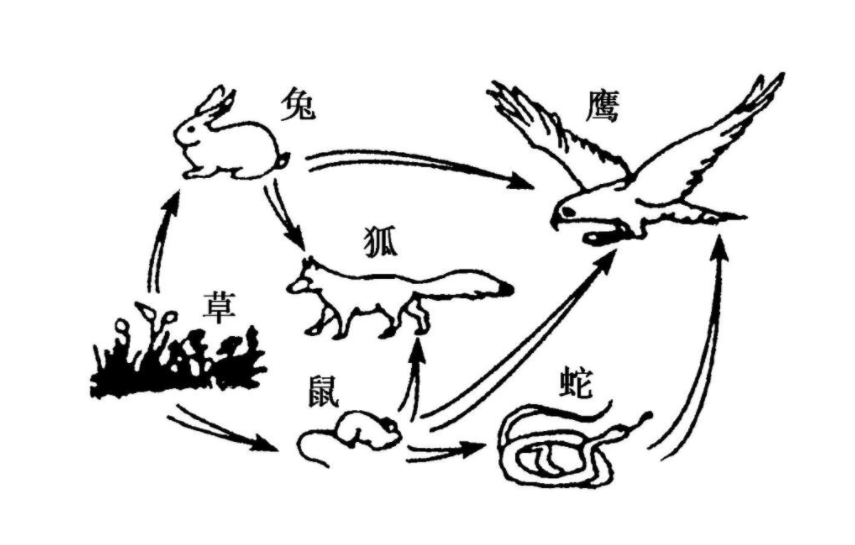 16米大蛇(3米大蟒蛇偷吃16只鸡！遇到蛇要不要打，会不会被蛇报复？)