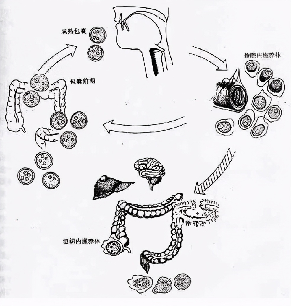 周总理长征时病情危殆，医生王斌吩咐：赶快去找冰来降温