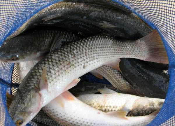 鲻鱼是梭鱼吗,是海鱼么 _极限路亚