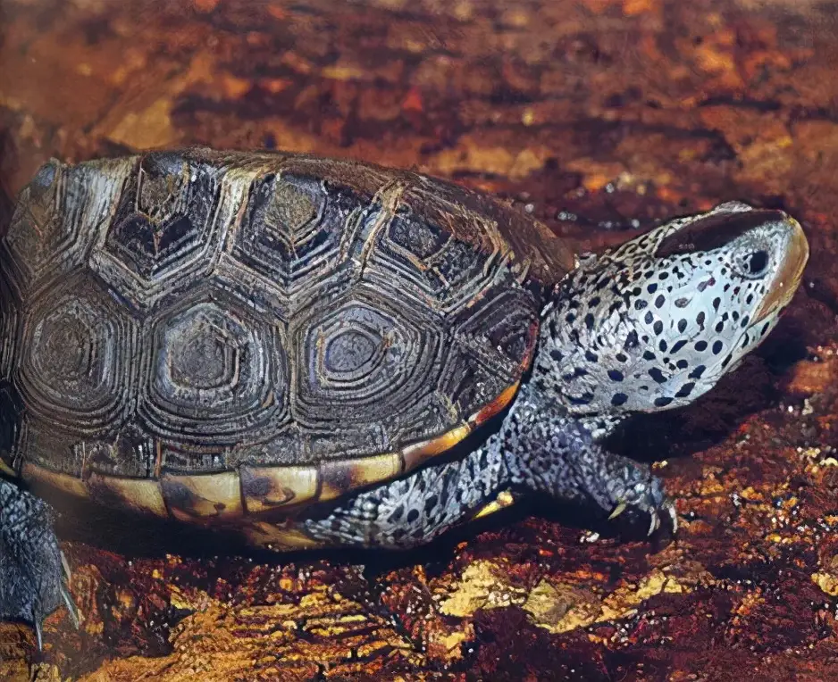 乌龟的种类图片及名称（乌龟的品种图片）