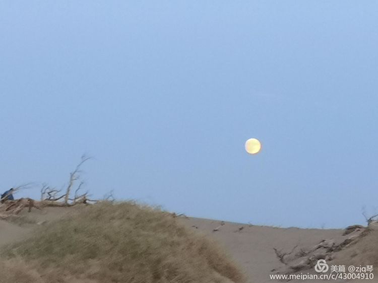 2019西北行｜胡杨：生而千年不死，死而千年不倒，倒而千年不朽