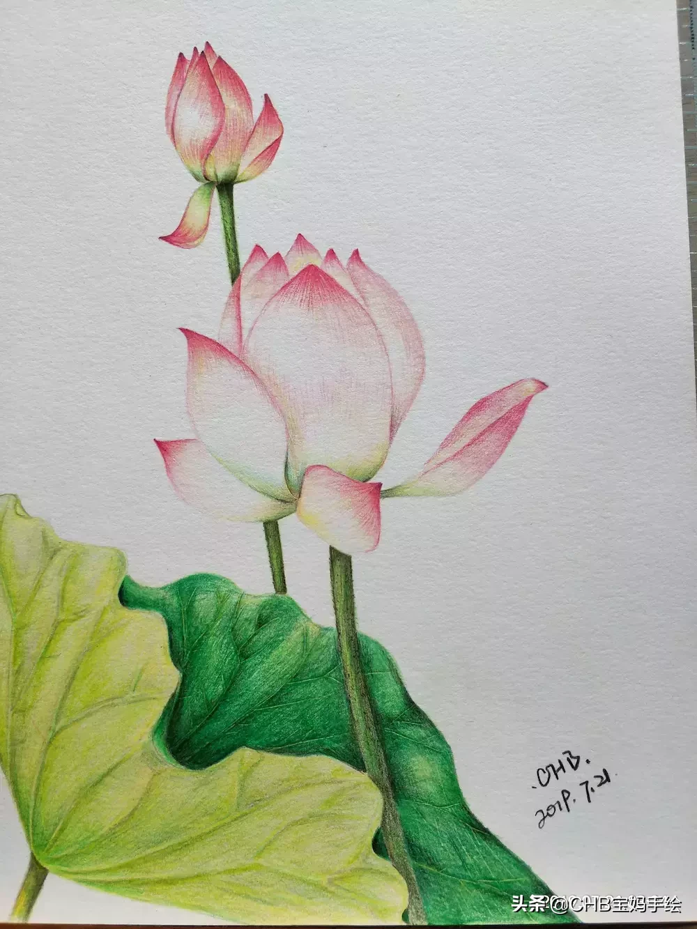 零基础学画画：彩铅荷花荷叶手绘过程分享