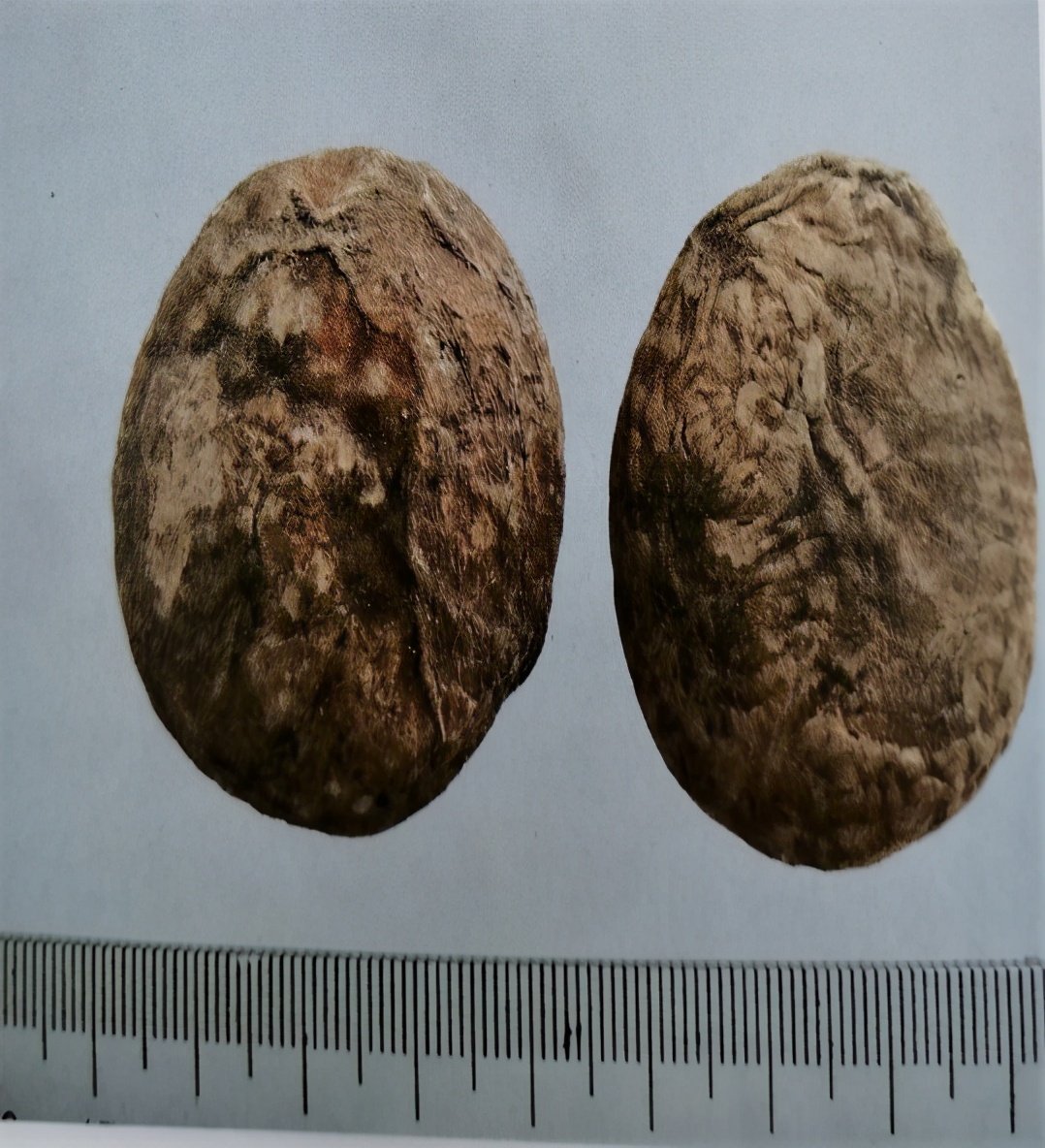 天南星的功效与作用燥湿化痰祛风止痉