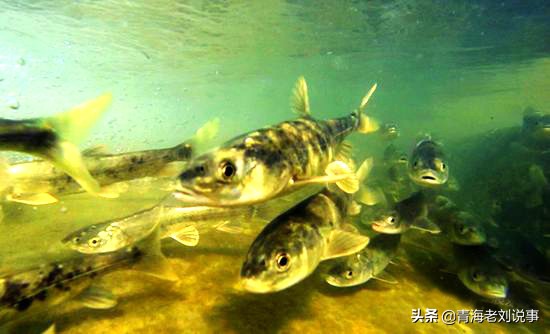 青海湖湟魚多少錢一斤青海湖一家餐館居然公開賣湟魚