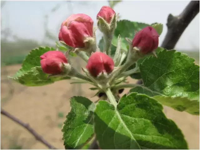 蘋果樹發芽到開花全過程(高清大圖)