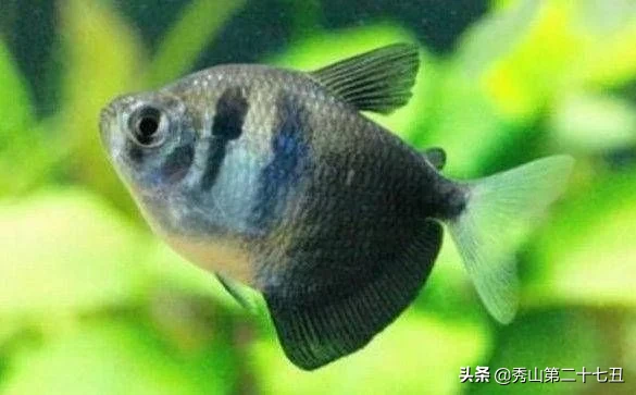 10大最好养又好看的观赏鱼，草金鱼榜首，孔雀鱼第九