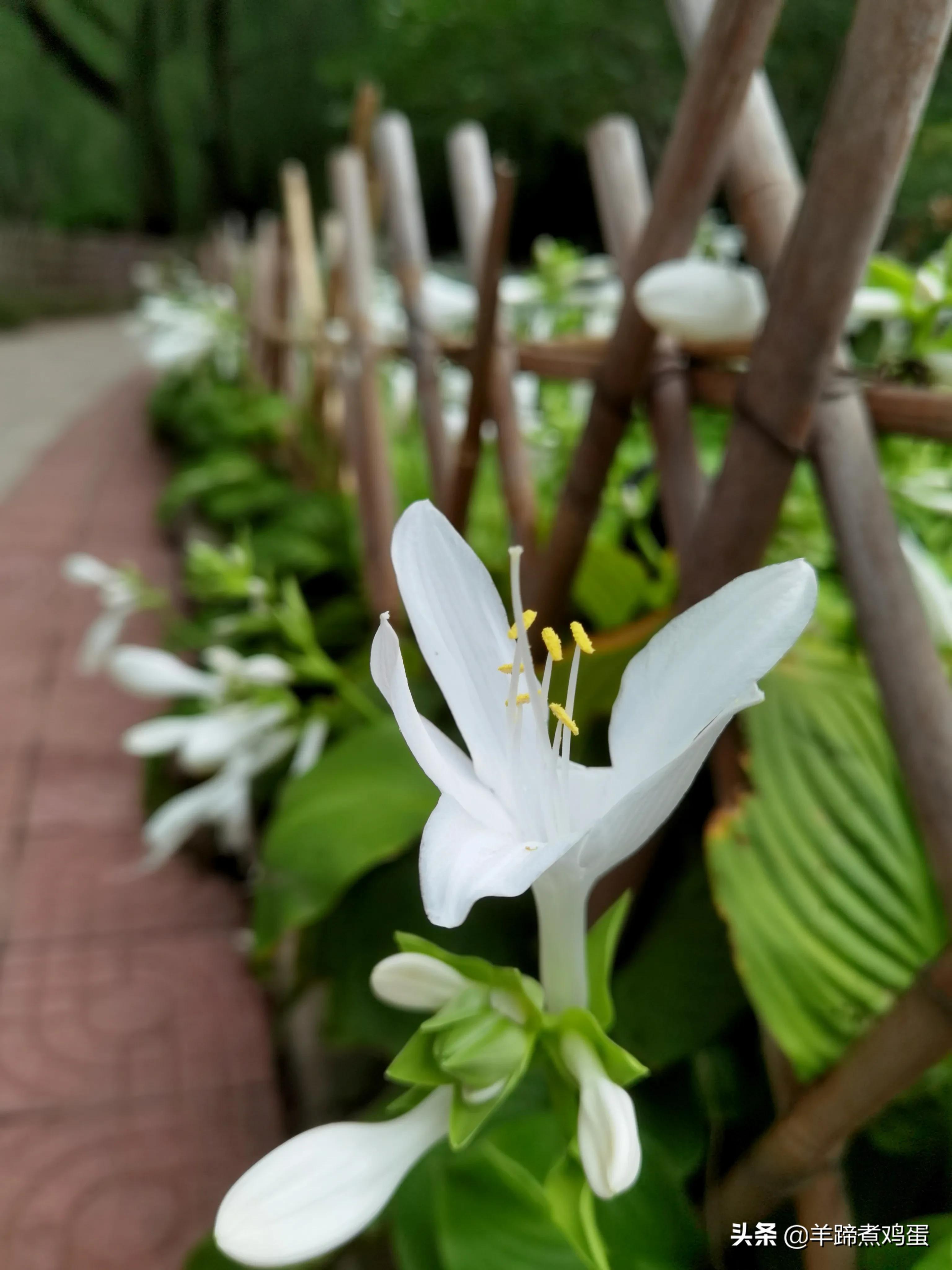 淫雨唤云行日隐耀霞红--雨后北京云空的美丽身影留下霞浓