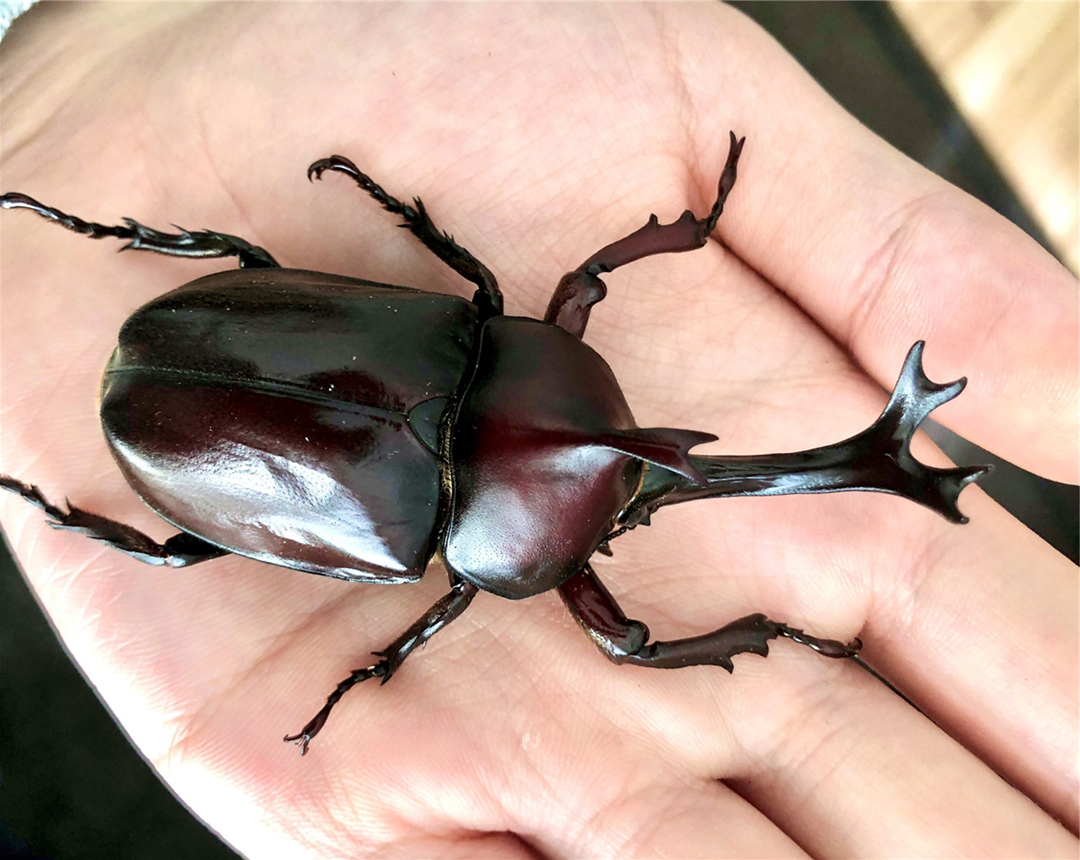 看到这里相信大家对独角仙都有了一个简单的了解,不知你是否已经喜欢