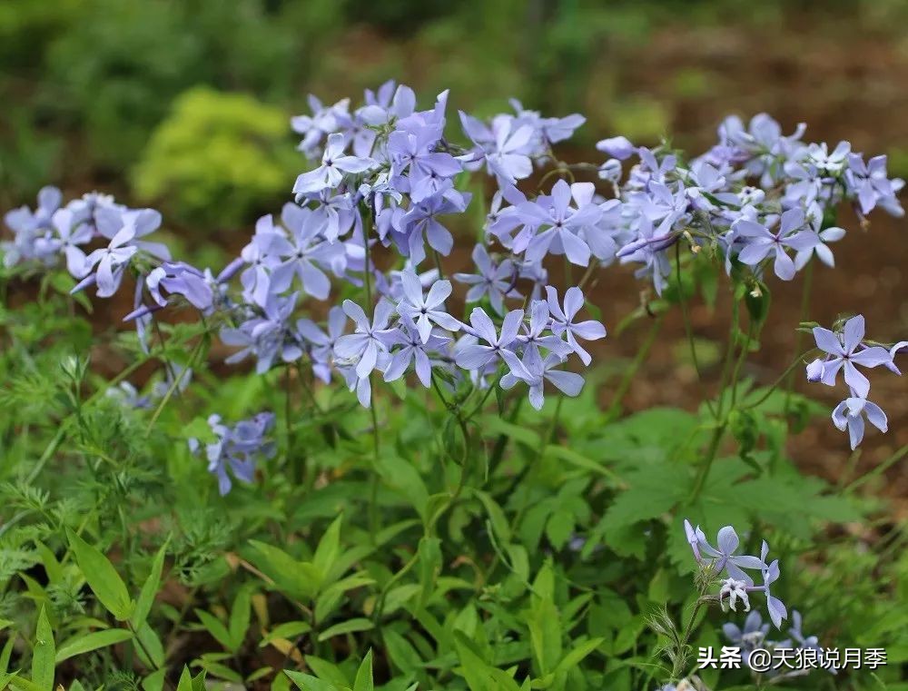 福禄考花期（5种草花适合在月季底部生长）