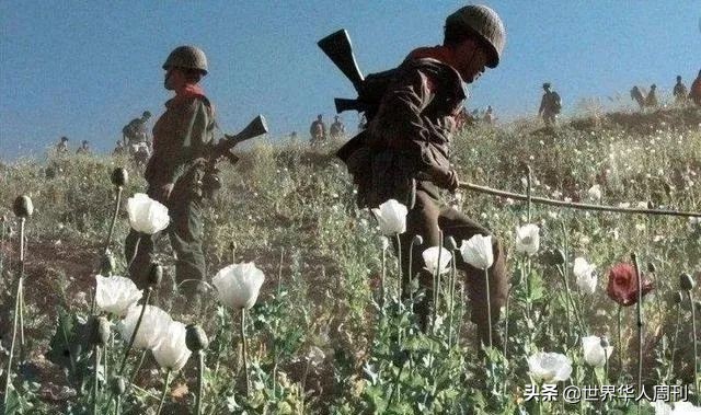 东南亚第一华人毒枭，害人无数，为何被无数人当做英雄？