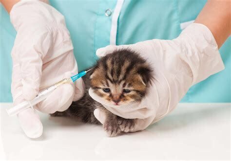 辟谣：狂犬疫苗和猫三联一样重要，所有猫咪都应该打狂犬疫苗