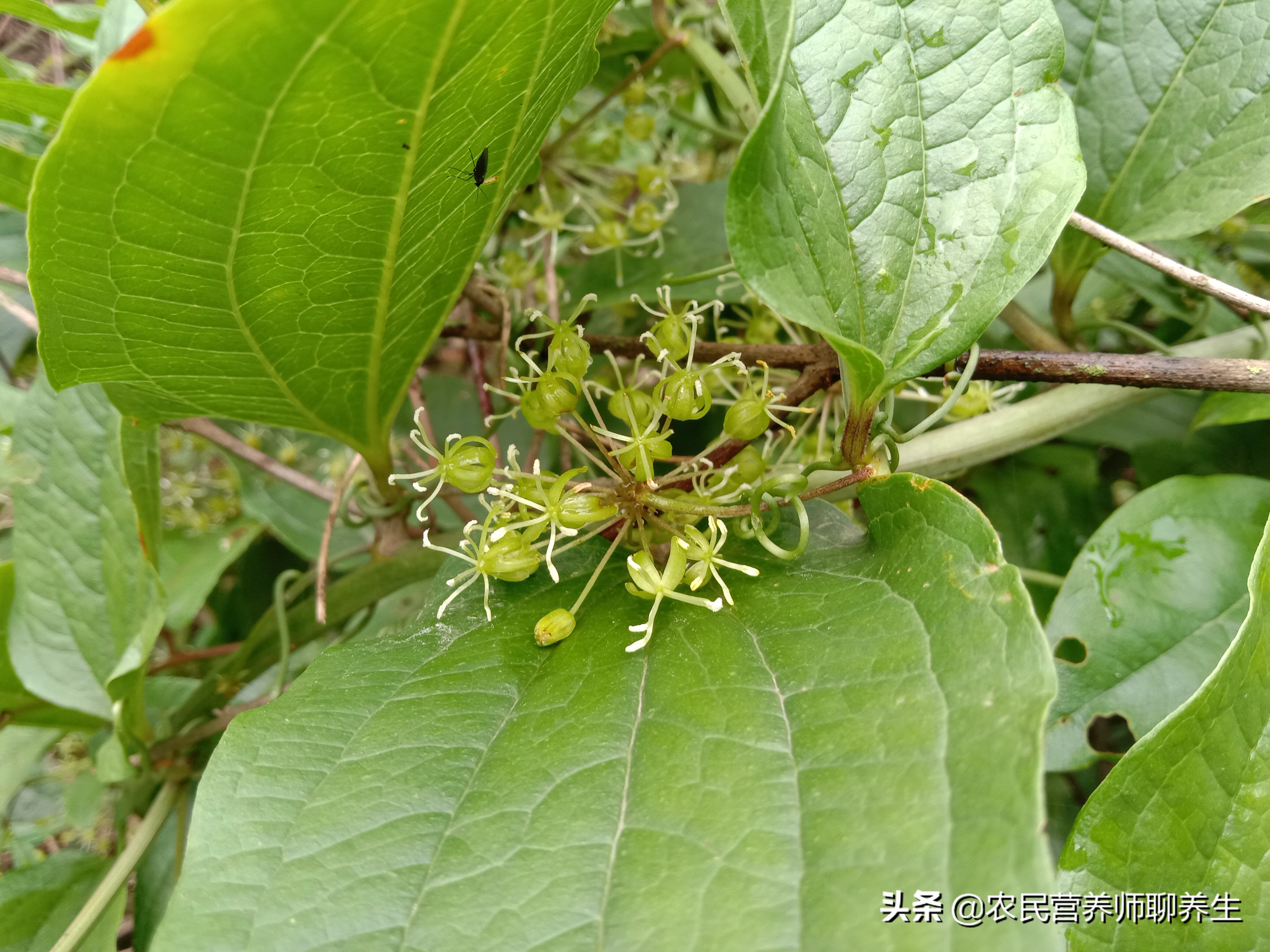 牛尾巴功效与作用-我的快乐小窝