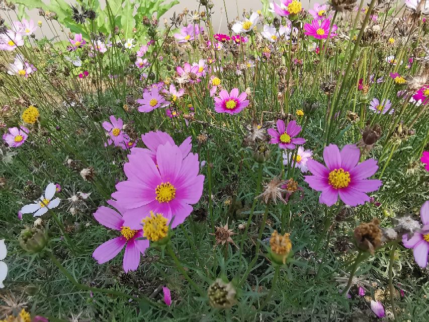 浓烈芬芳  春风十里赏花路  徜徉在广州海珠湿地的花海之中