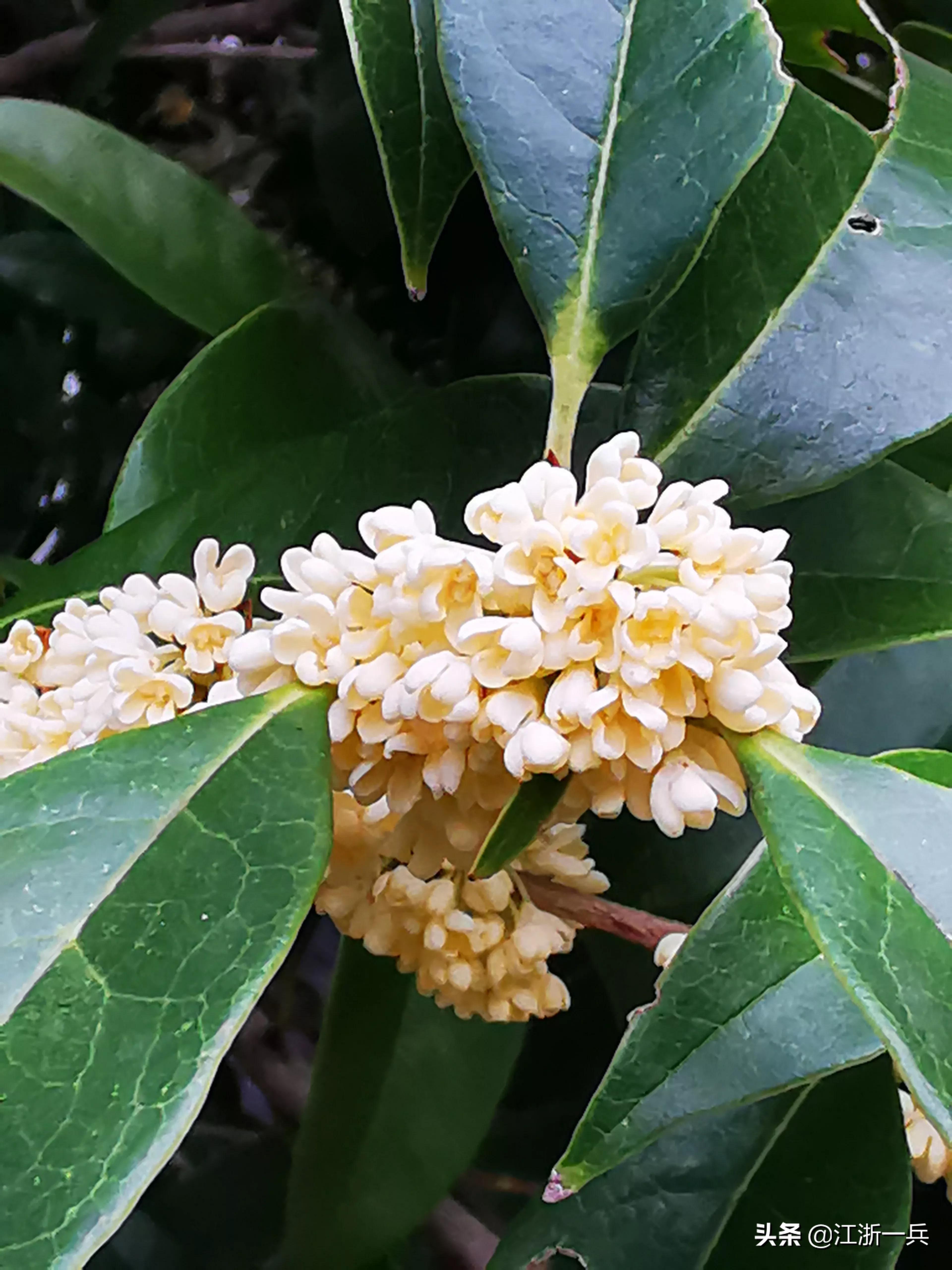 金秋时节丨八月桂花九月开，期待亦美好，花香更醉人