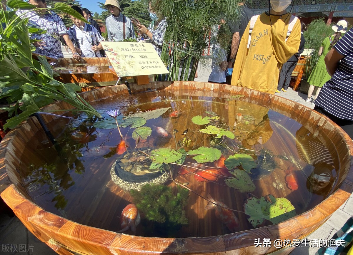 木海,泥盆,陶缸等器皿如何养金鱼呢?古法养鱼真是让人艳羡