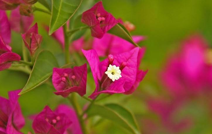 叶子花花语寓意是什么（光叶子花的花语及价值）