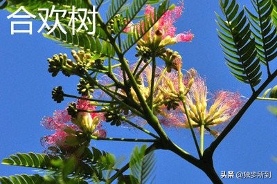 托物言情，寄意遥深：史铁生《合欢树》的写作艺术赏析