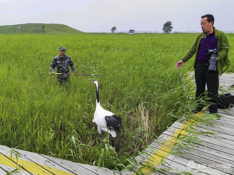 鹤生长在什么环境（世界上最大的丹顶鹤繁殖地）