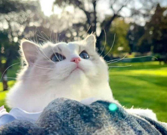 全球公认最可爱猫咪品种排行榜