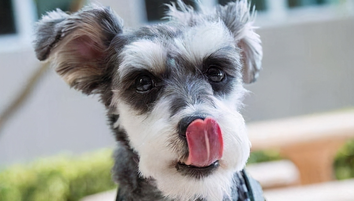 雪纳瑞犬图片(为啥小老头) - 赤虎壹号