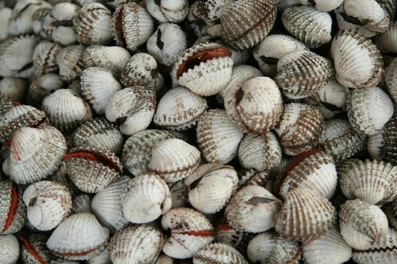 蛤、蚌、蚶、蚬……菜市场里的贝壳你都认识吗？