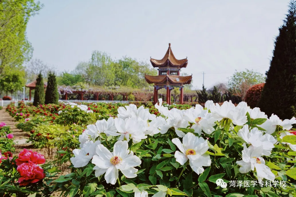 菏泽医学专科学校牡丹，又是姹紫嫣红开遍