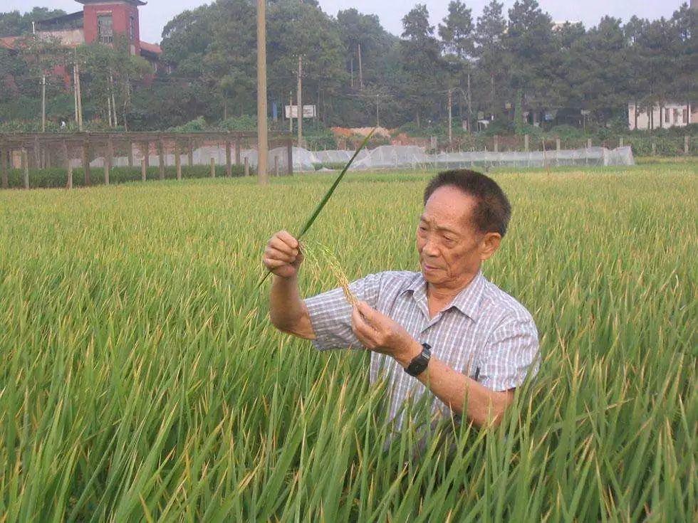 袁隆平：用一颗种子改变世界，身家千亿，却甘愿做个平凡的种田人