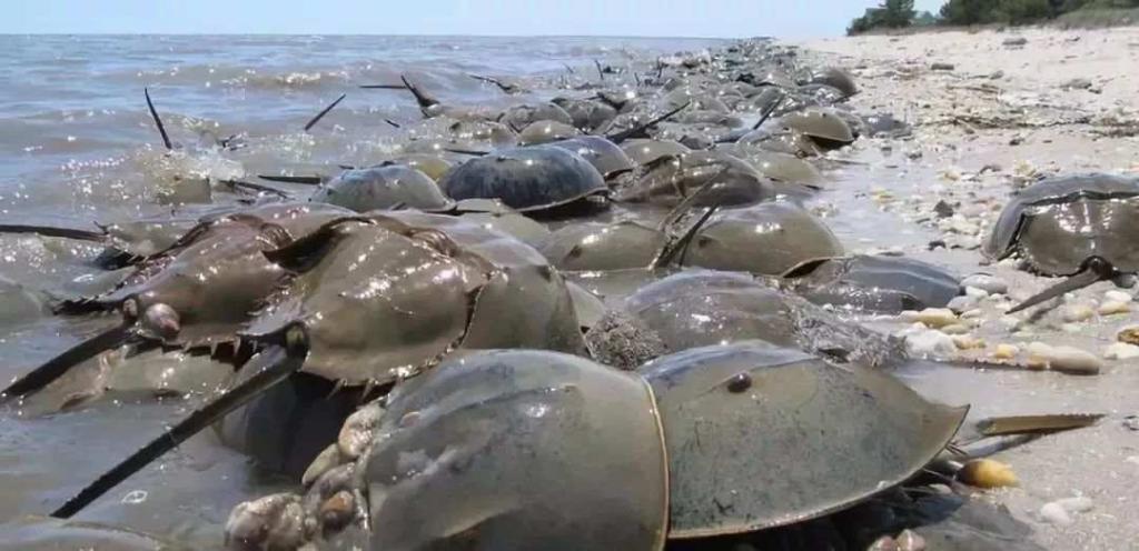 "拿住鲎公钓鲎乸",湛江人才懂的俗语,你知道什么意思吗?