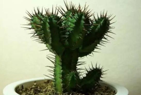 养仙人掌科的植物，配点“好土”，不烂根，长势旺，开花多