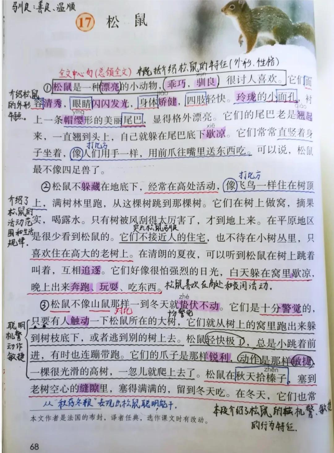 五年级语文上册十七课《松鼠》课文笔记,自主预习的好帮手
