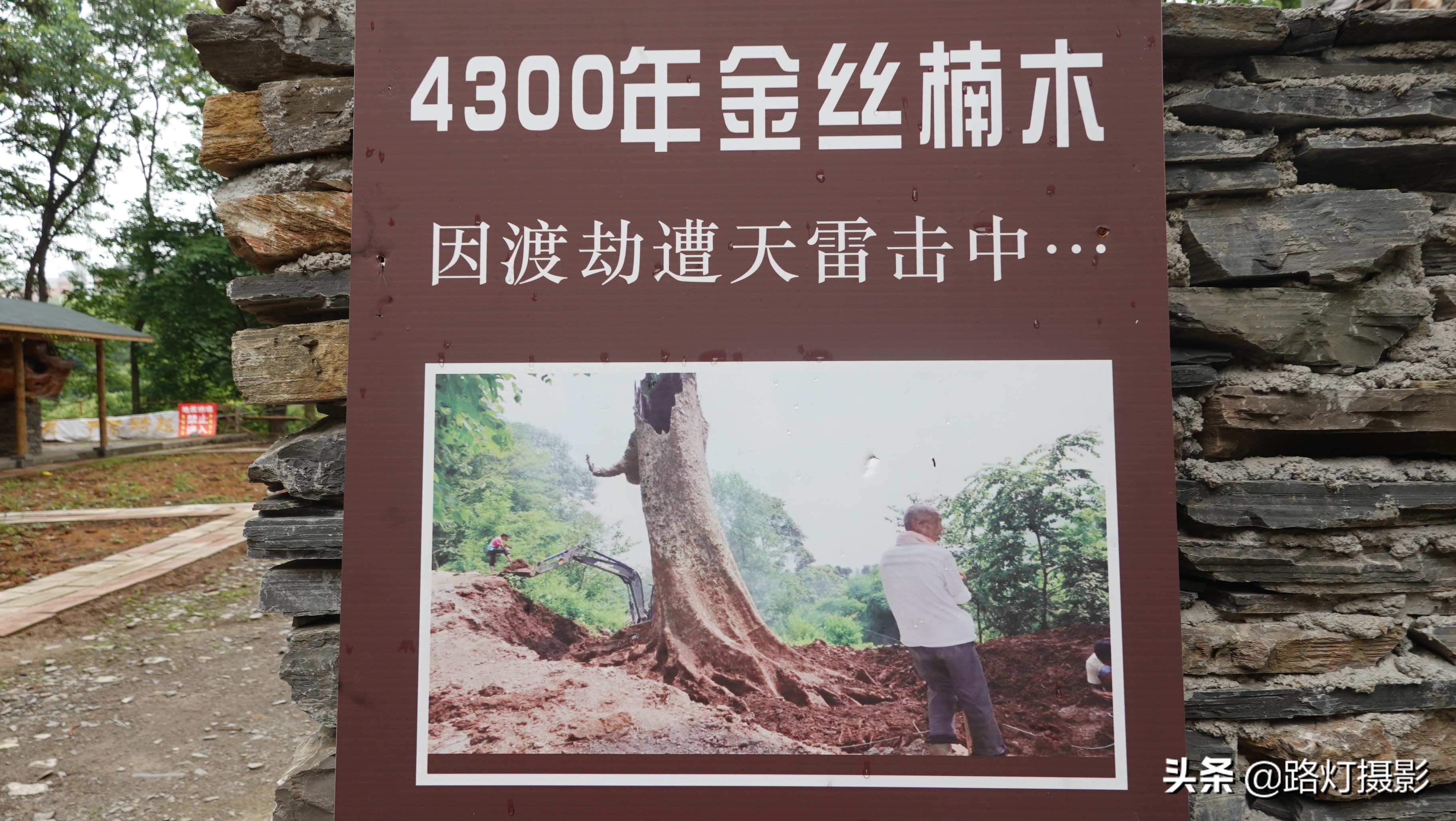 渡劫失败(贵阳发现4300年金丝楠木，因渡劫失败被火焚烧，如今价值上亿元)