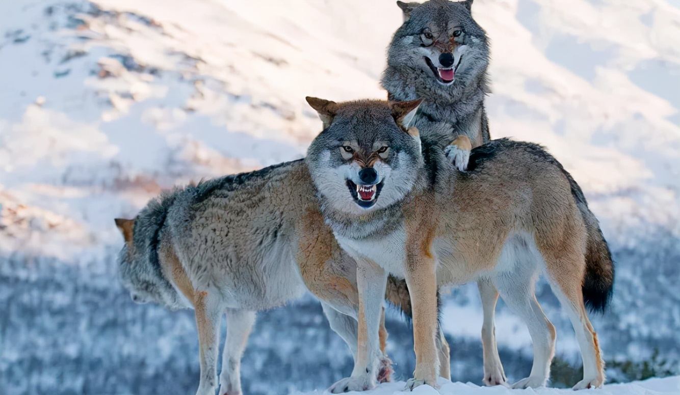 俄罗斯灰狼泛滥成灾,"人狼大战"一触即发,狼群会入侵我国吗?