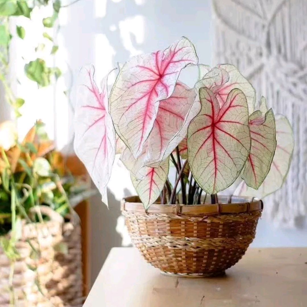 紫罗兰有毒吗（100种室内盆栽花草图鉴）