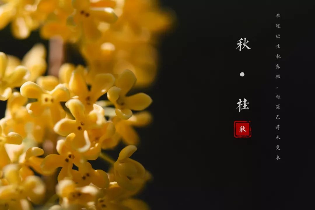 对不起，今年的华师桂花迟到了！