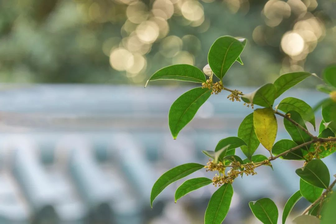 对不起，今年的华师桂花迟到了！