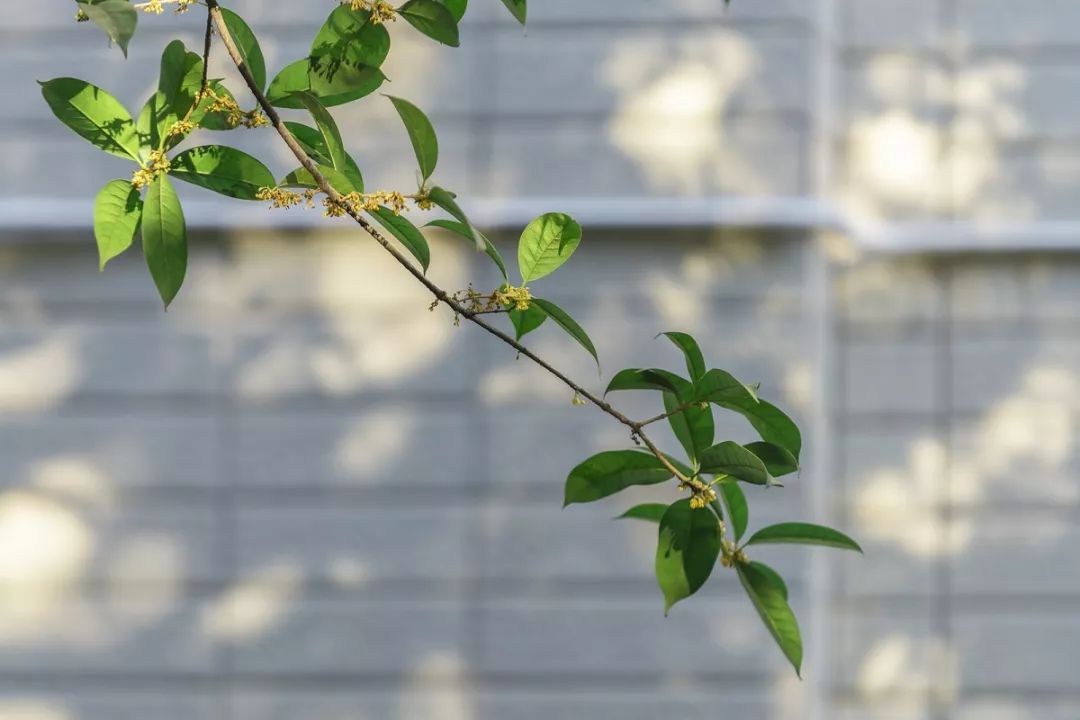 对不起，今年的华师桂花迟到了！