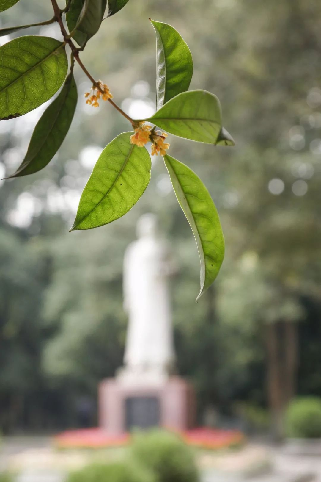对不起，今年的华师桂花迟到了！