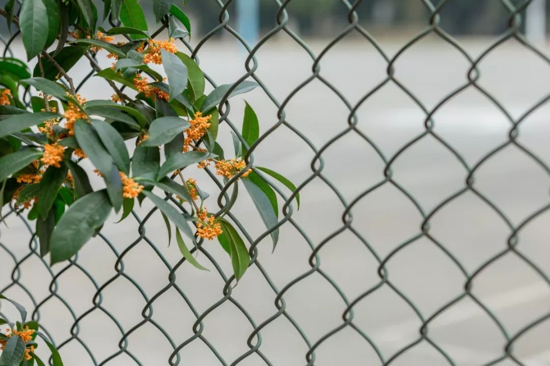 对不起，今年的华师桂花迟到了！