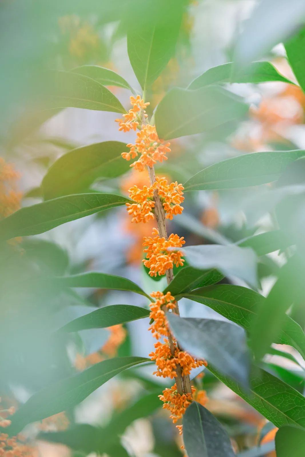 对不起，今年的华师桂花迟到了！