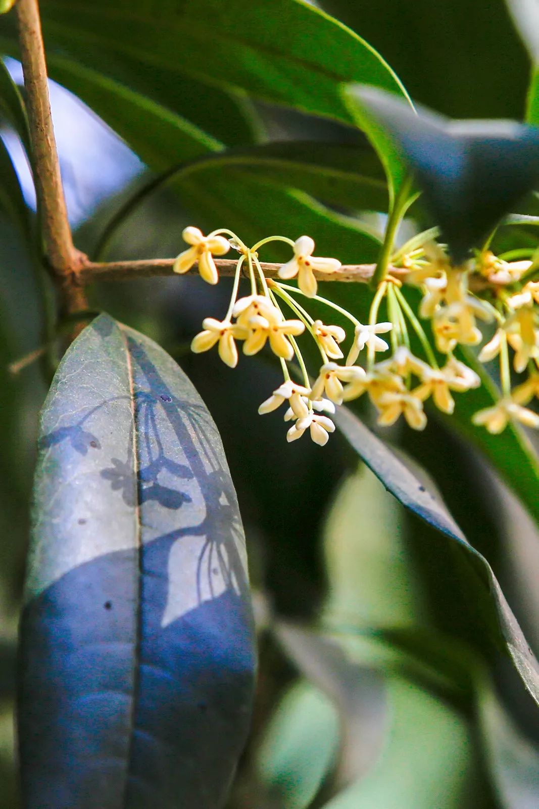 对不起，今年的华师桂花迟到了！