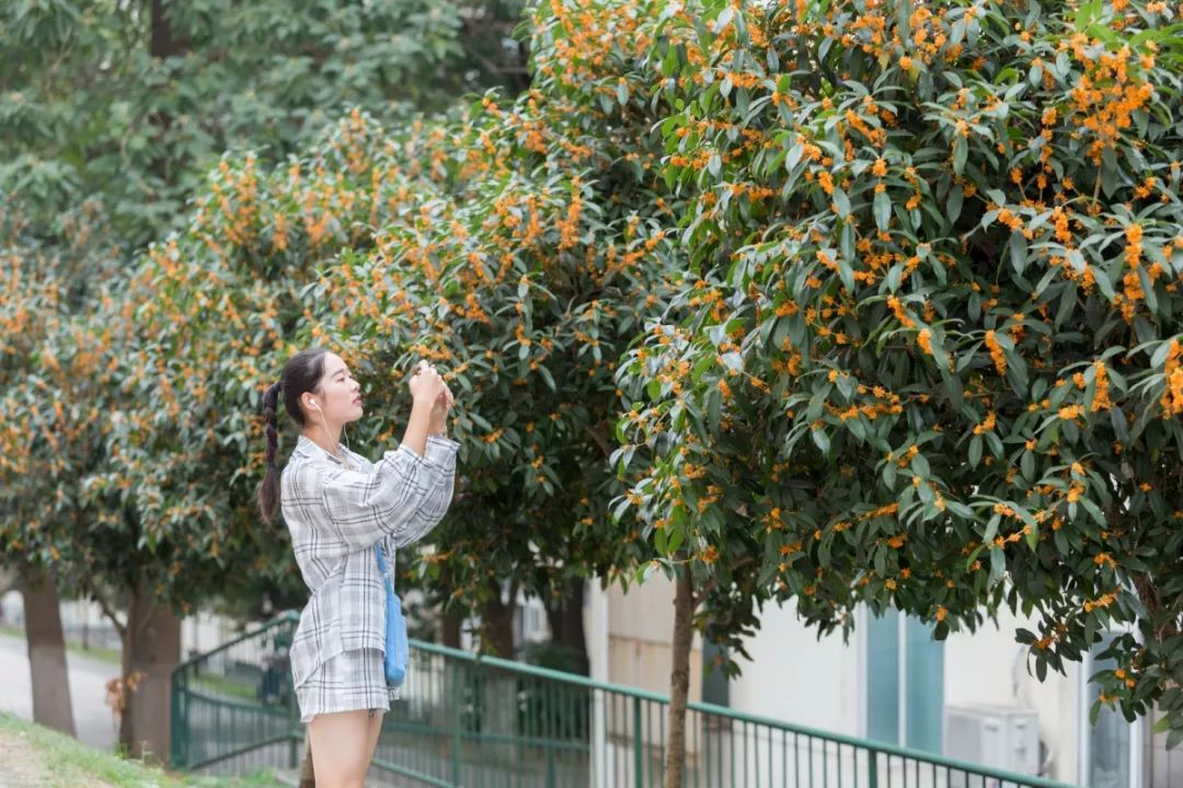 对不起，今年的华师桂花迟到了！