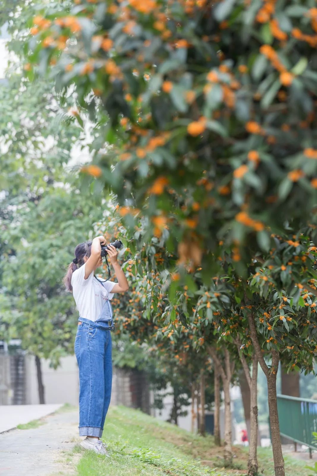 对不起，今年的华师桂花迟到了！