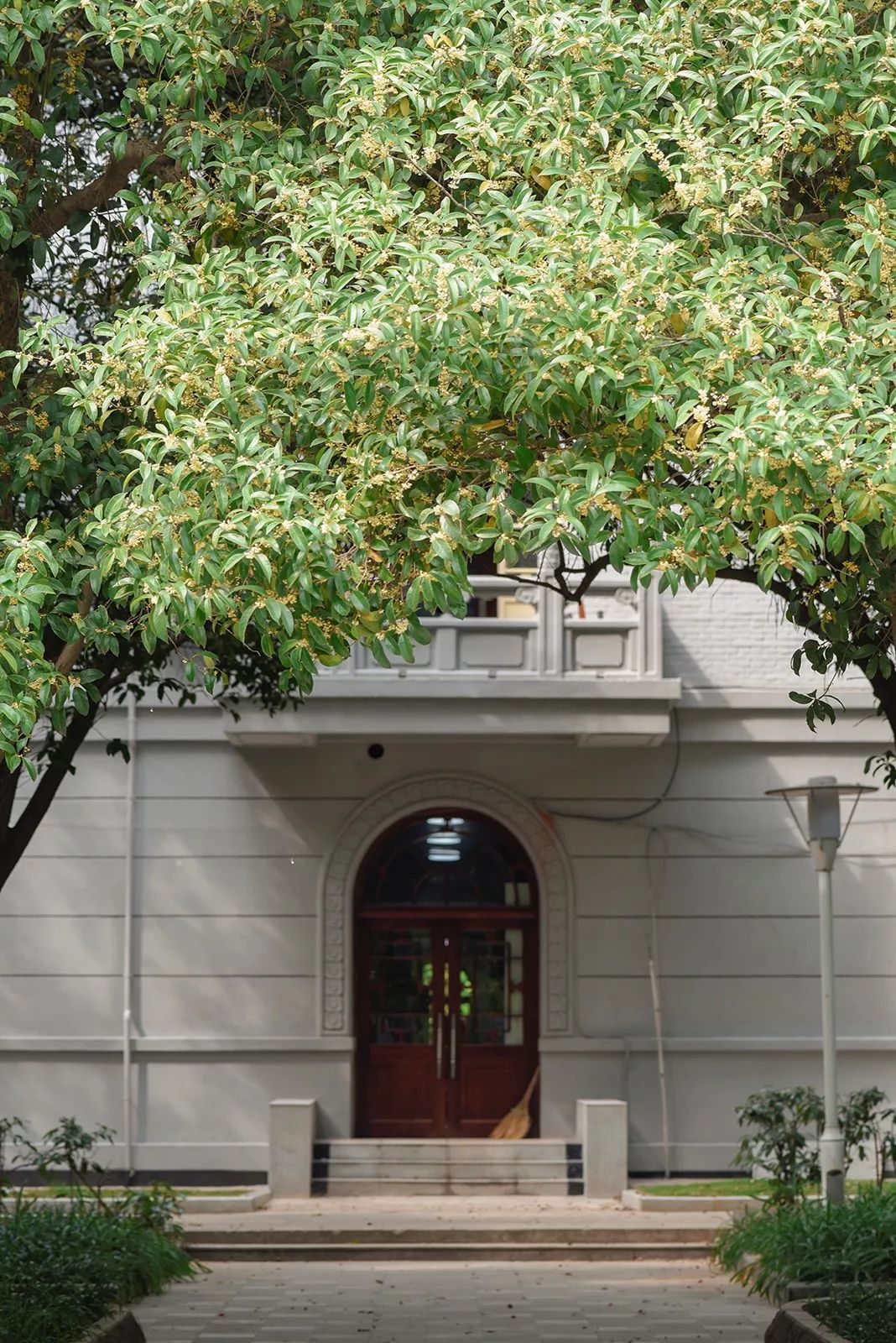 对不起，今年的华师桂花迟到了！