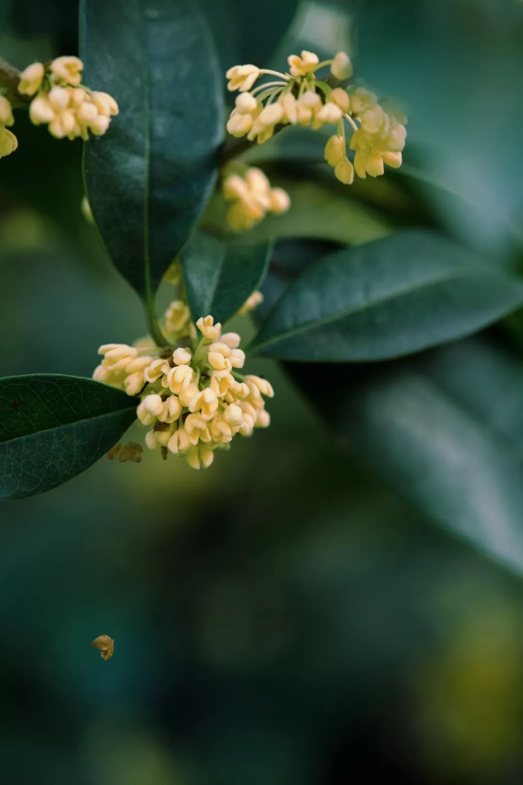 对不起，今年的华师桂花迟到了！