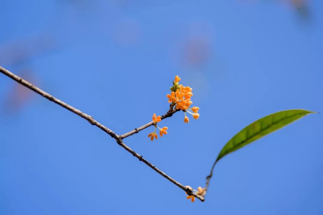 对不起，今年的华师桂花迟到了！