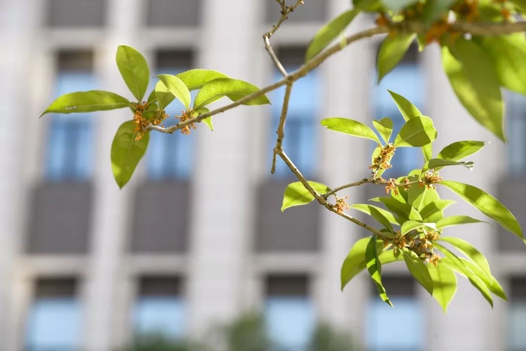 对不起，今年的华师桂花迟到了！
